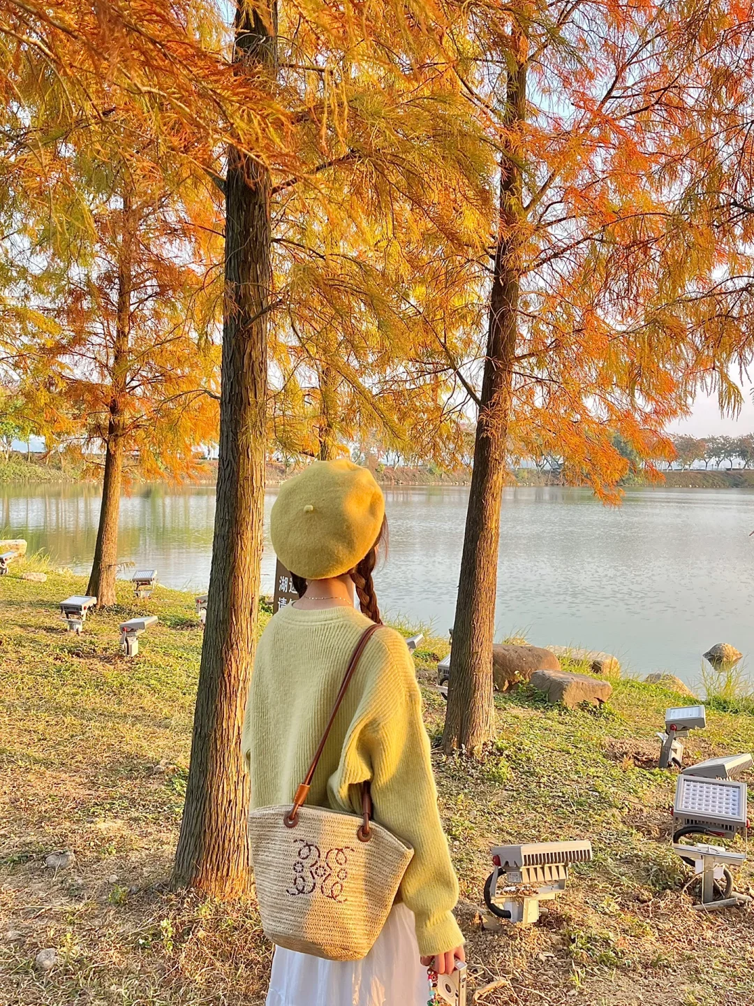 肇庆的这棵歪脖子树竟然没人！🌲