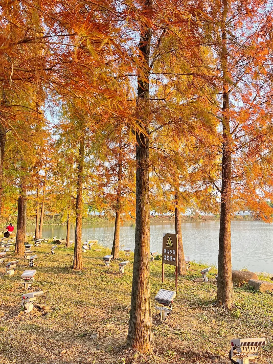 肇庆的这棵歪脖子树竟然没人！🌲