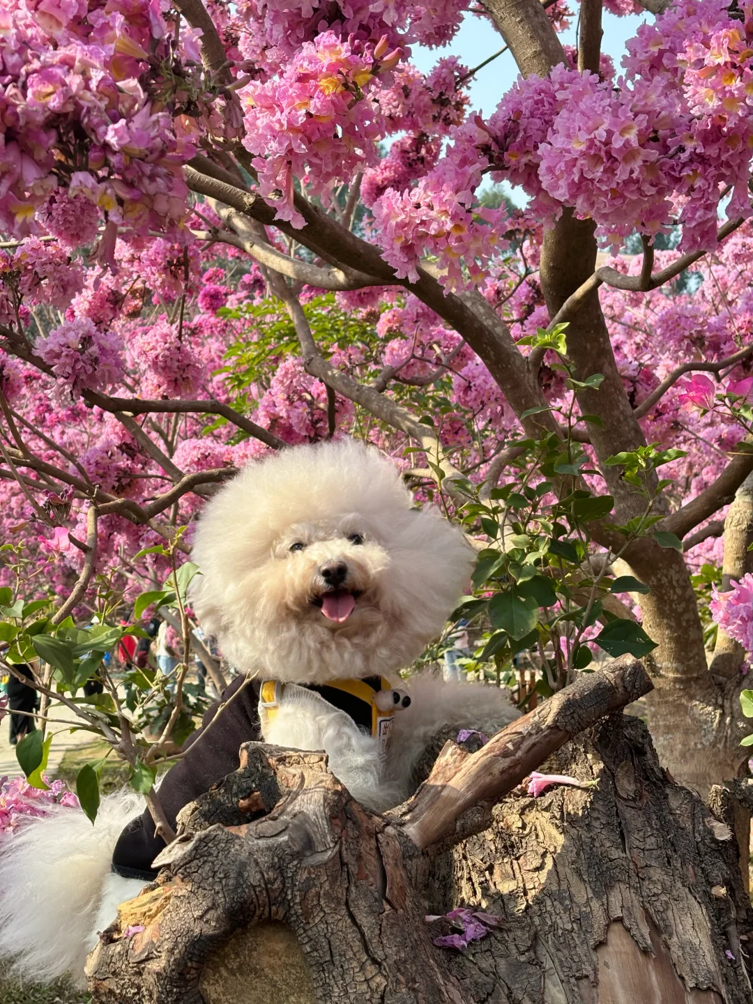 1.9实拍,广东风铃木丝毫不输大理樱花