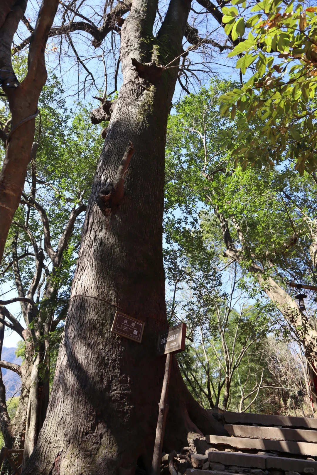 淡季的婺源篁岭我们竟然逛了一整天😊