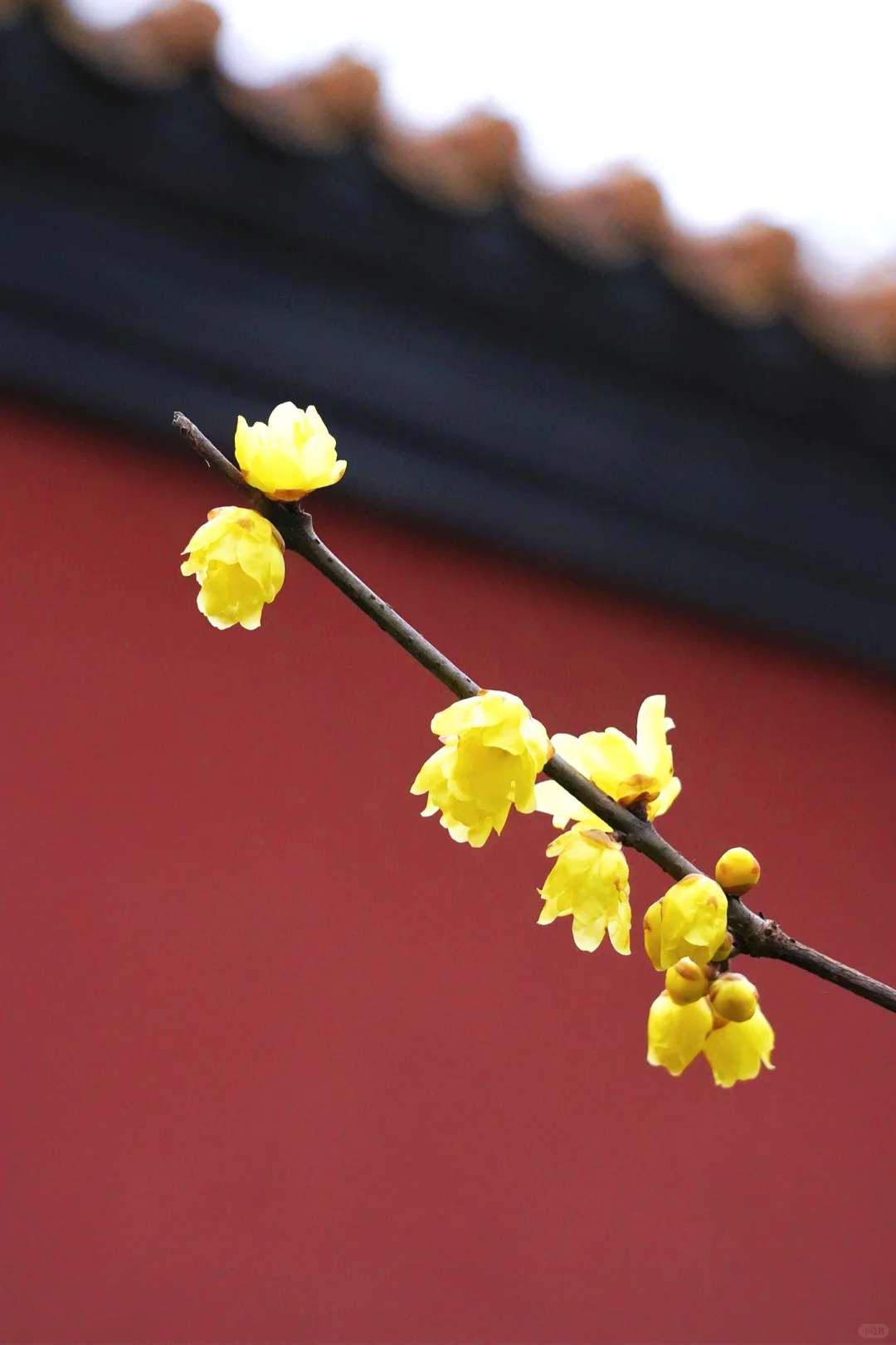 南京·明孝陵｜腊梅花已经开爆啦！！