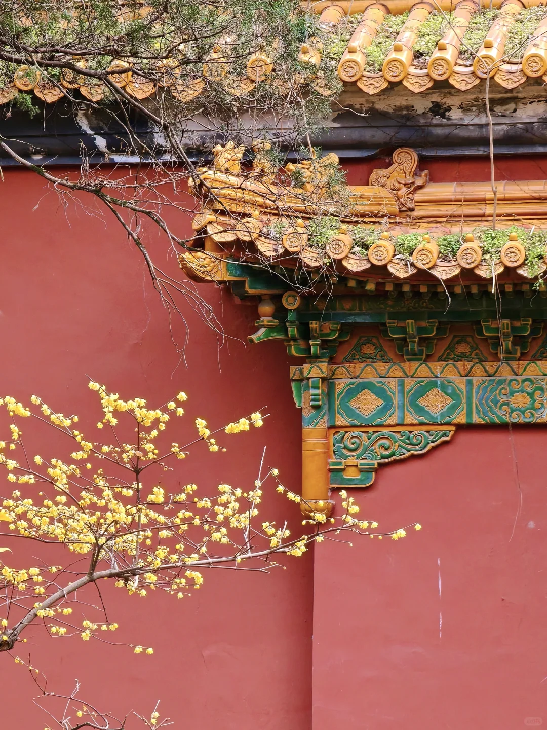 南京·明孝陵｜腊梅花已经开爆啦！！