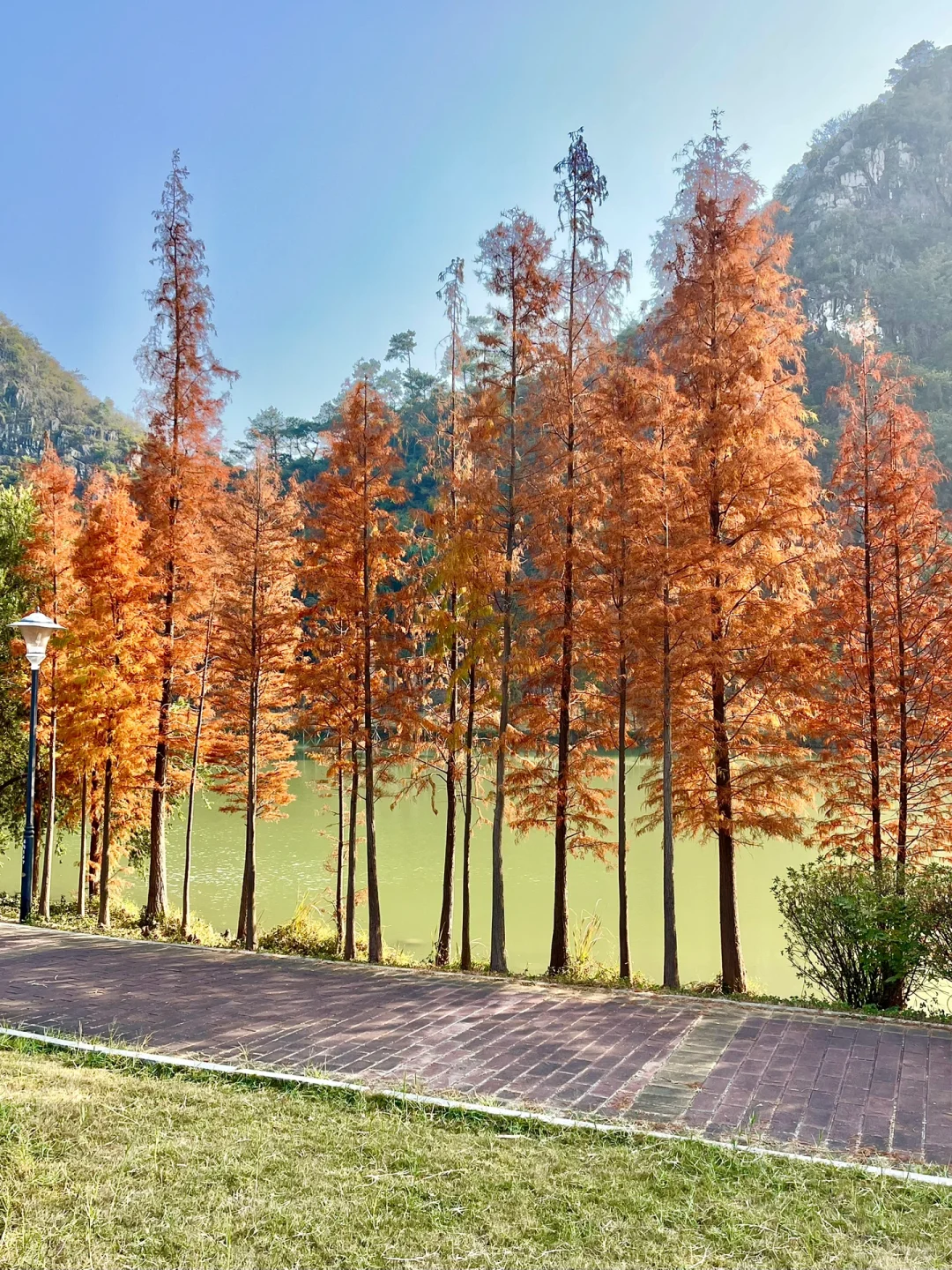 肇庆的这棵歪脖子树竟然没人！🌲