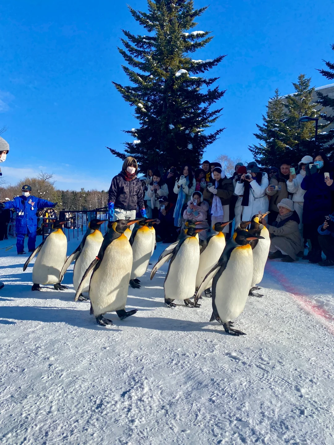 来一场北海道旅行