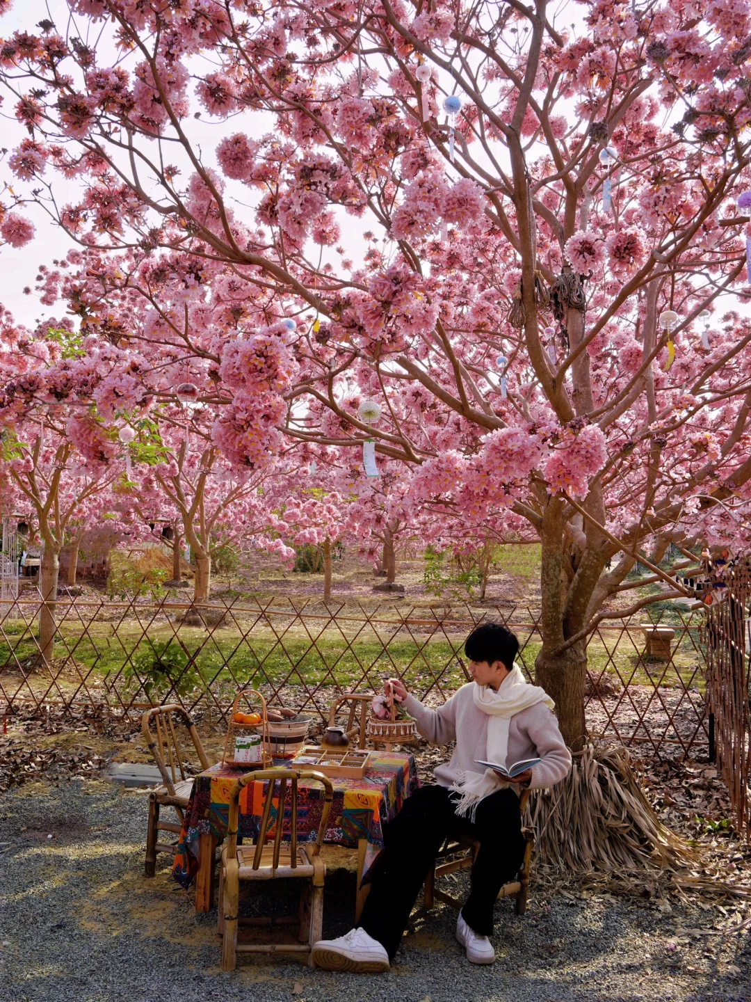 1.9实拍,广东风铃木丝毫不输大理樱花