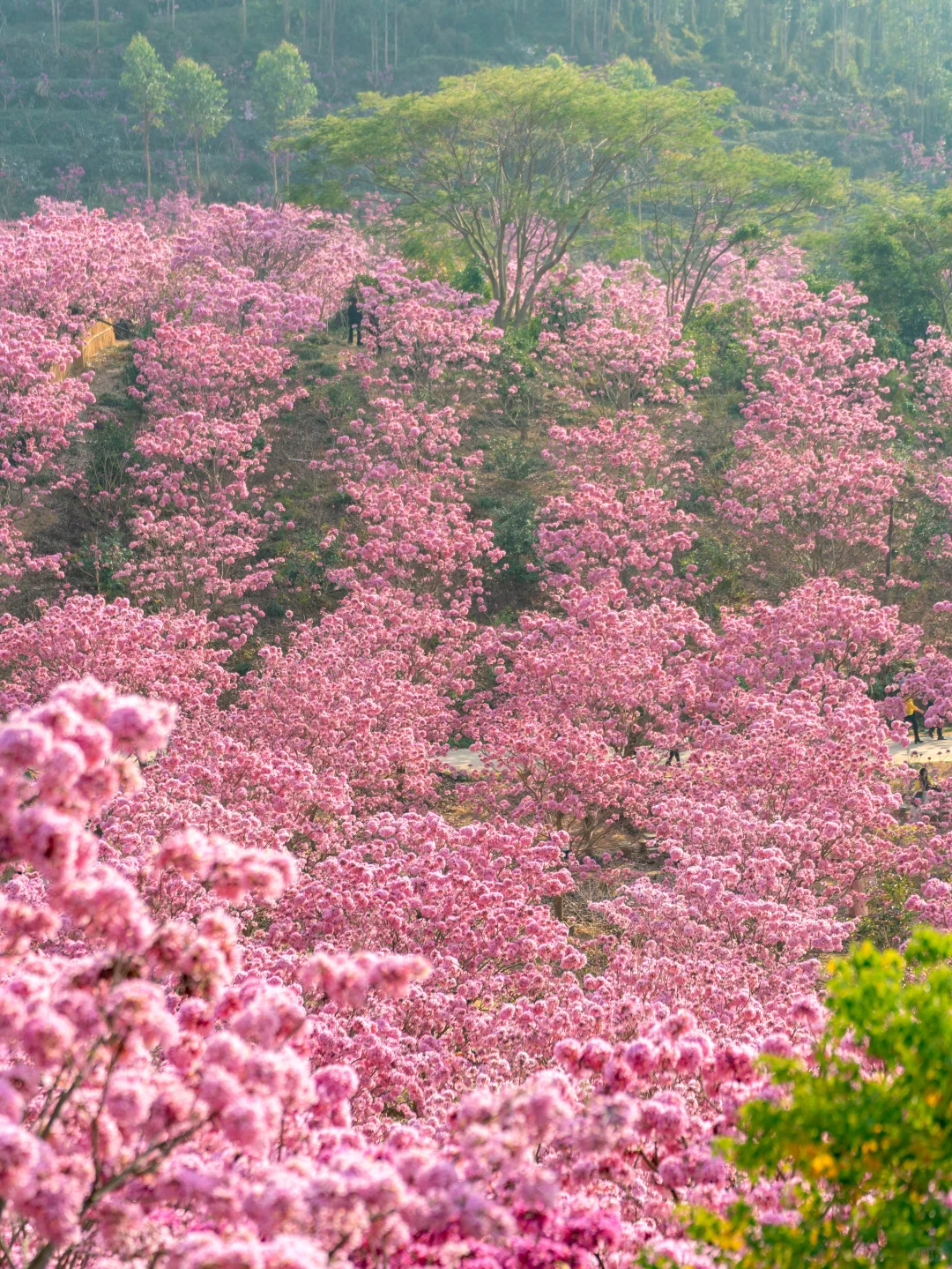 广东的冬天，紫风铃的最佳观赏时期‼️