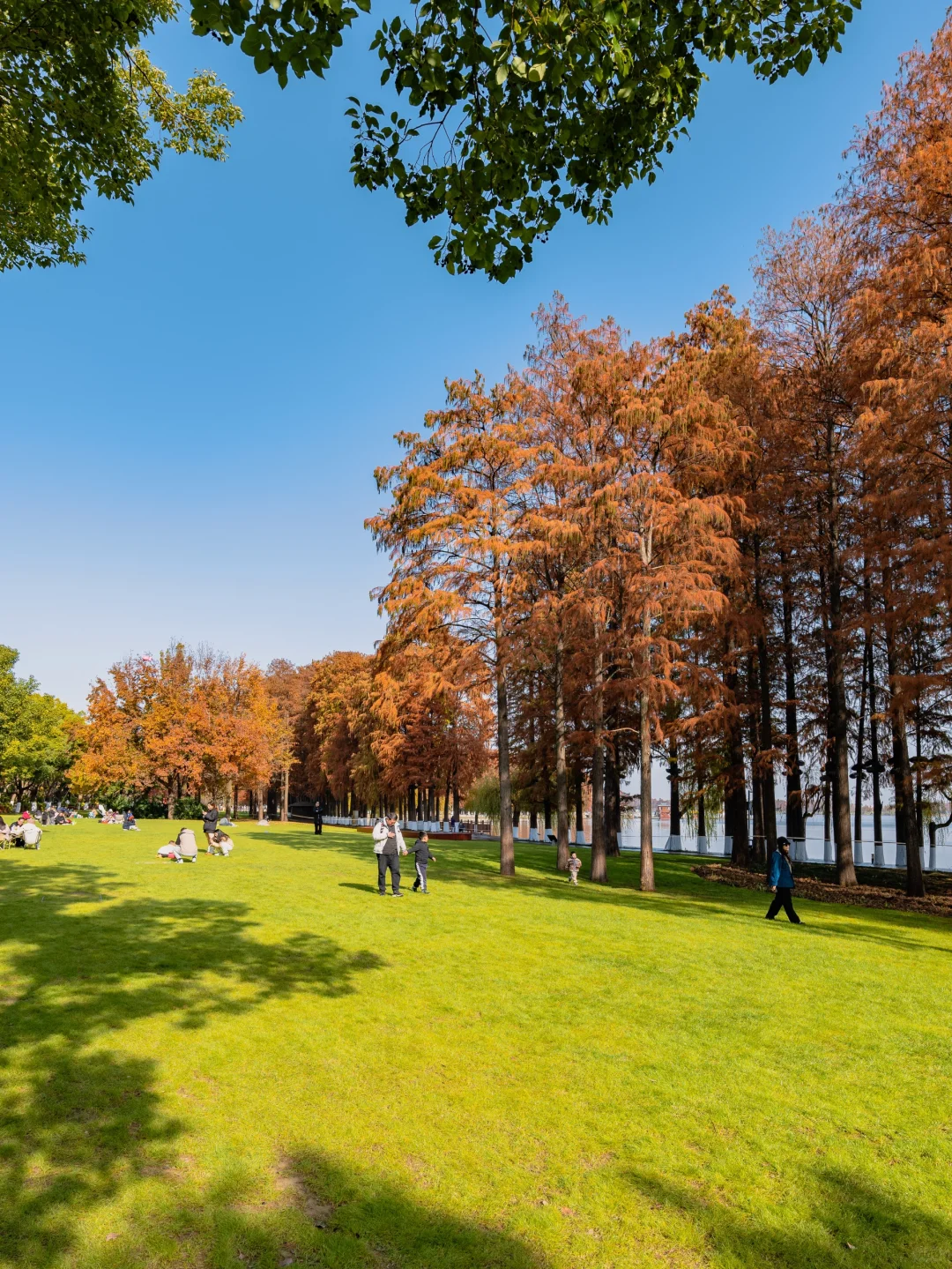 此刻🍁东湖这里水杉都红啦，美爆的不像话‼️