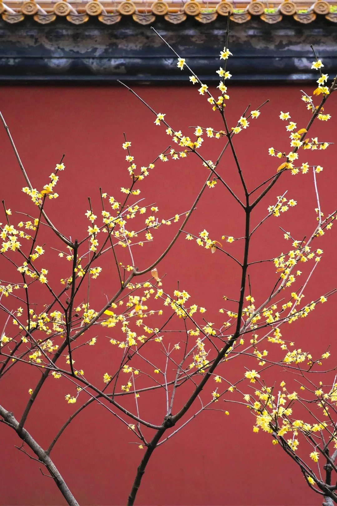 南京·明孝陵｜腊梅花已经开爆啦！！