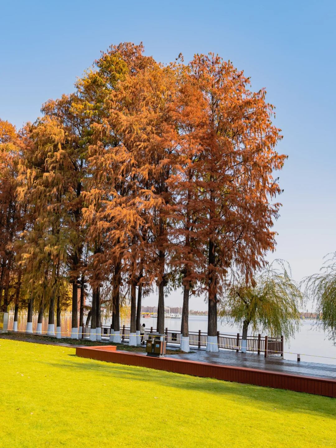 此刻🍁东湖这里水杉都红啦，美爆的不像话‼️