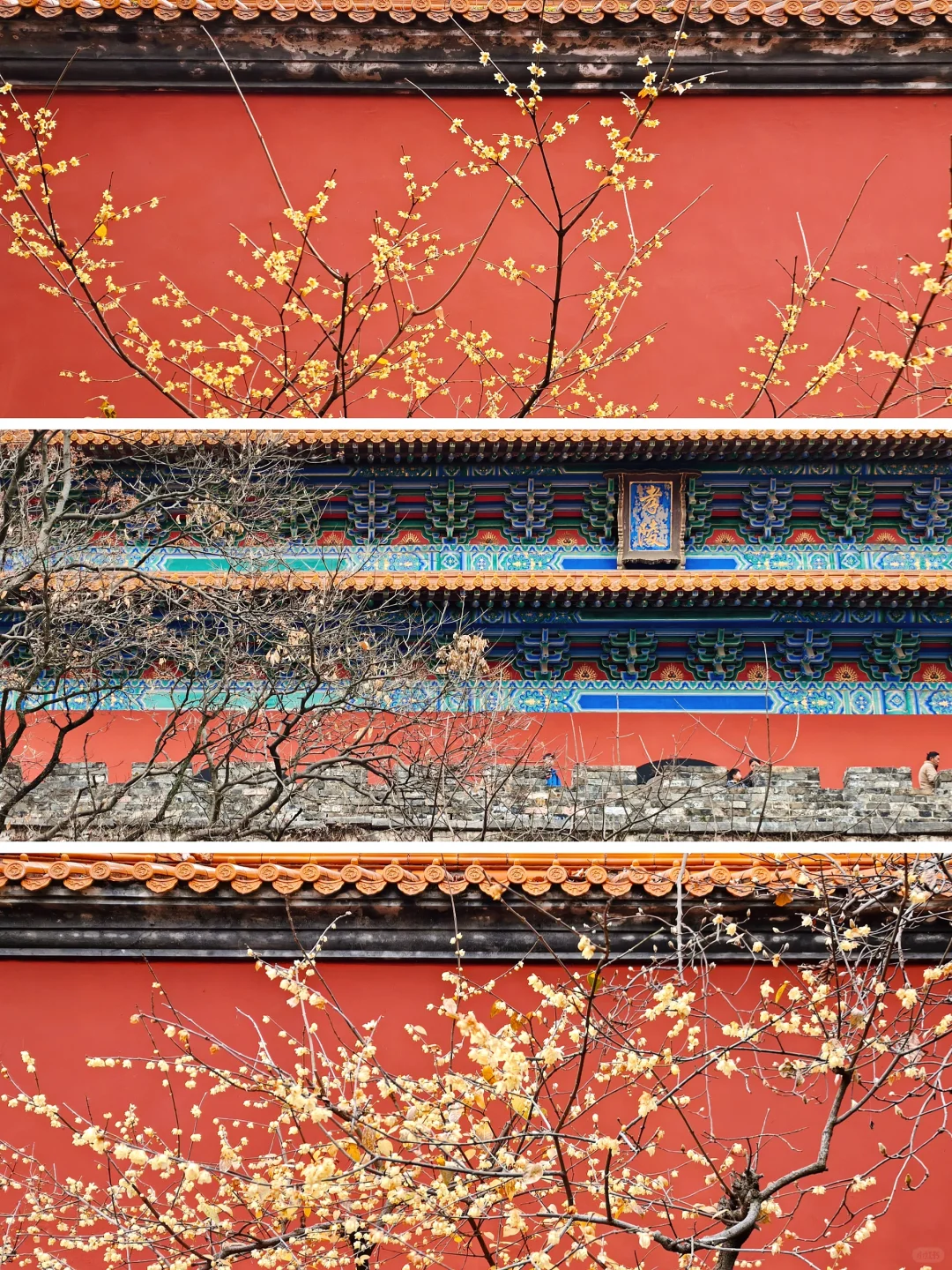 南京·明孝陵｜腊梅花已经开爆啦！！