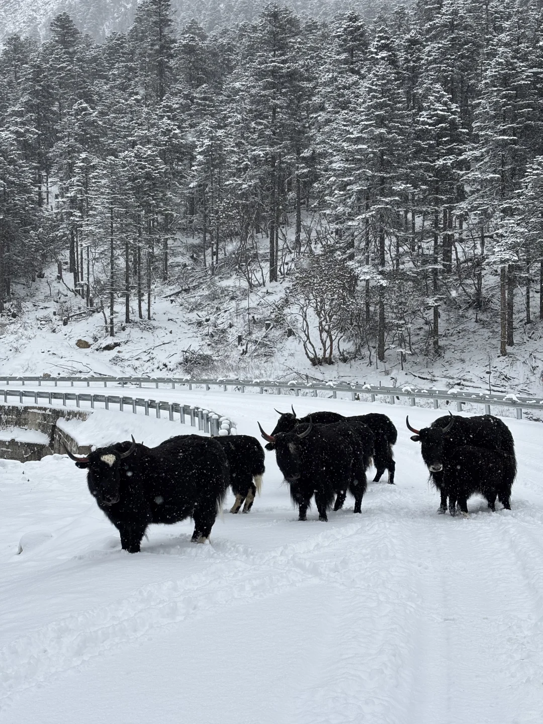 一人一周速通丽江-香格里拉