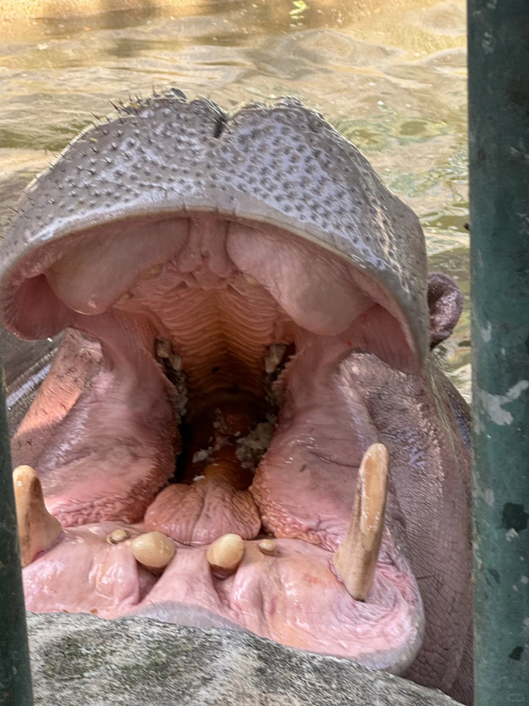 西双版纳娃最开心的景区居然是这！