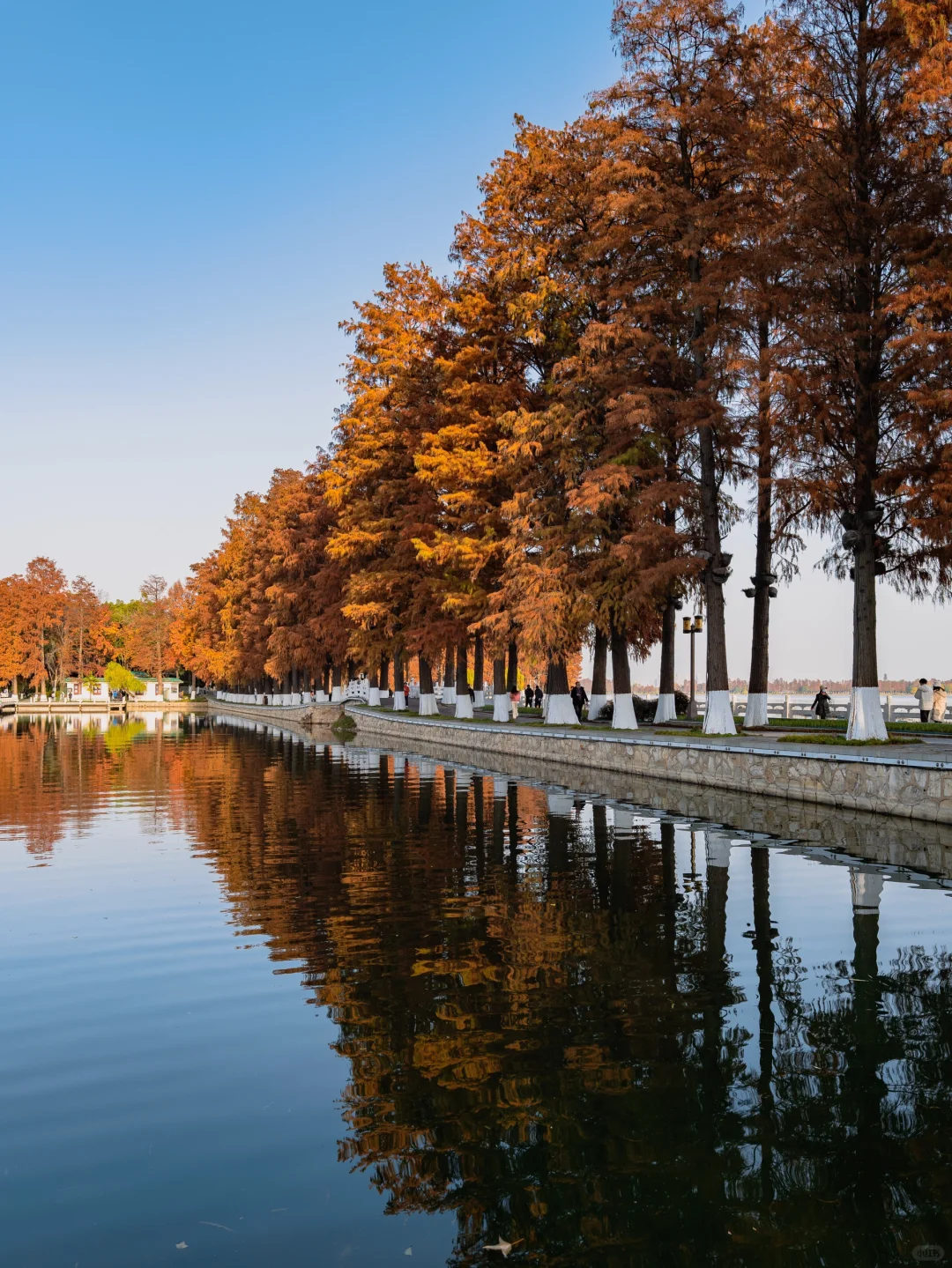 此刻🍁东湖这里水杉都红啦，美爆的不像话‼️