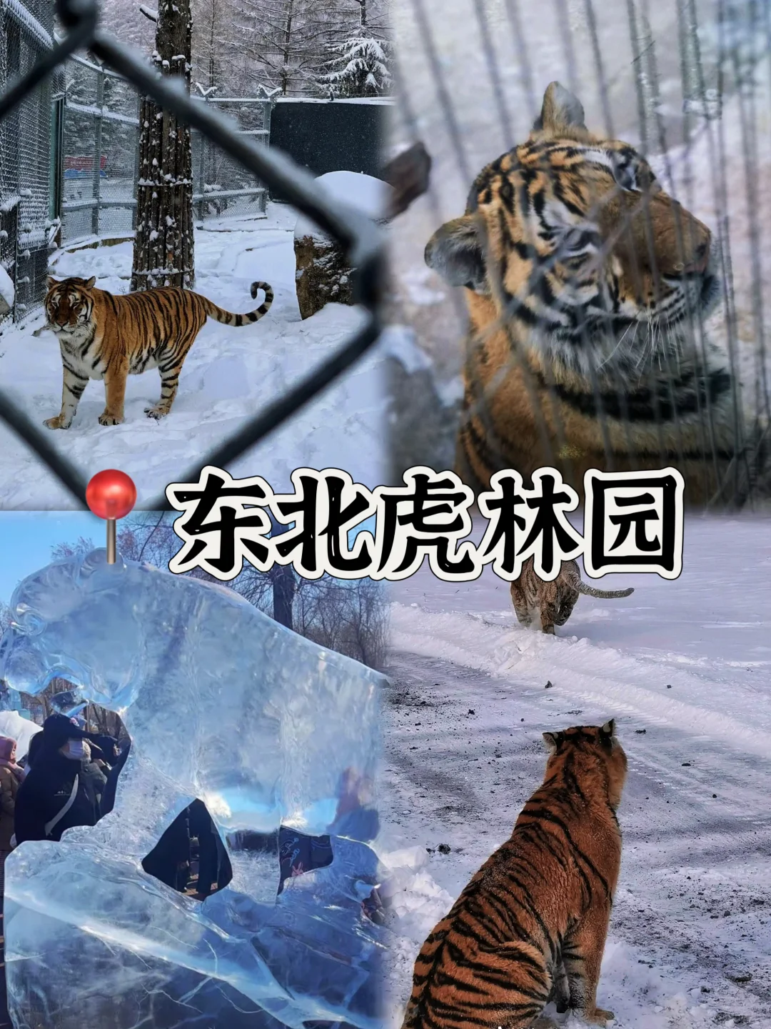 03女大📍哈尔滨/三天二夜精华版旅游攻略❗️