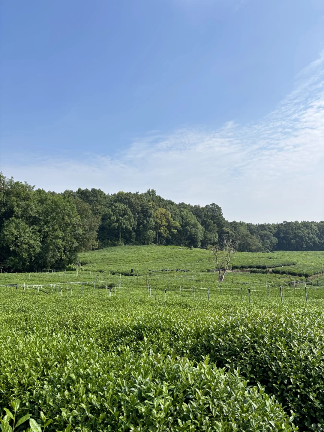 在西湖边溜达，自评6A级景区