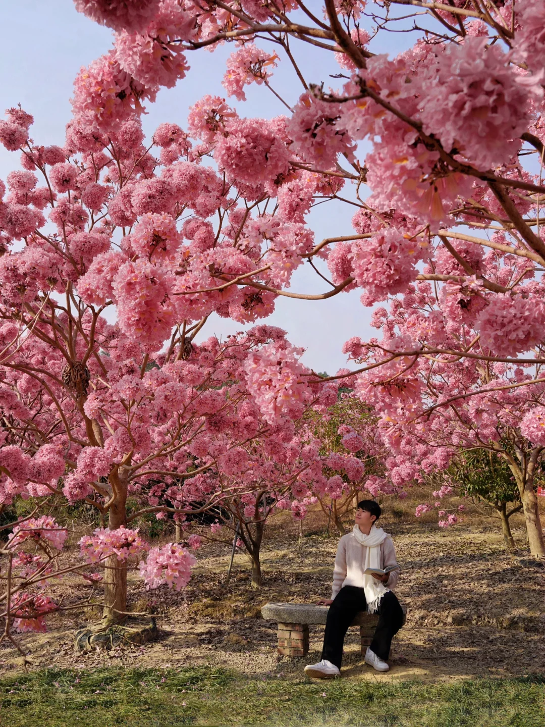 1.9实拍,广东风铃木丝毫不输大理樱花