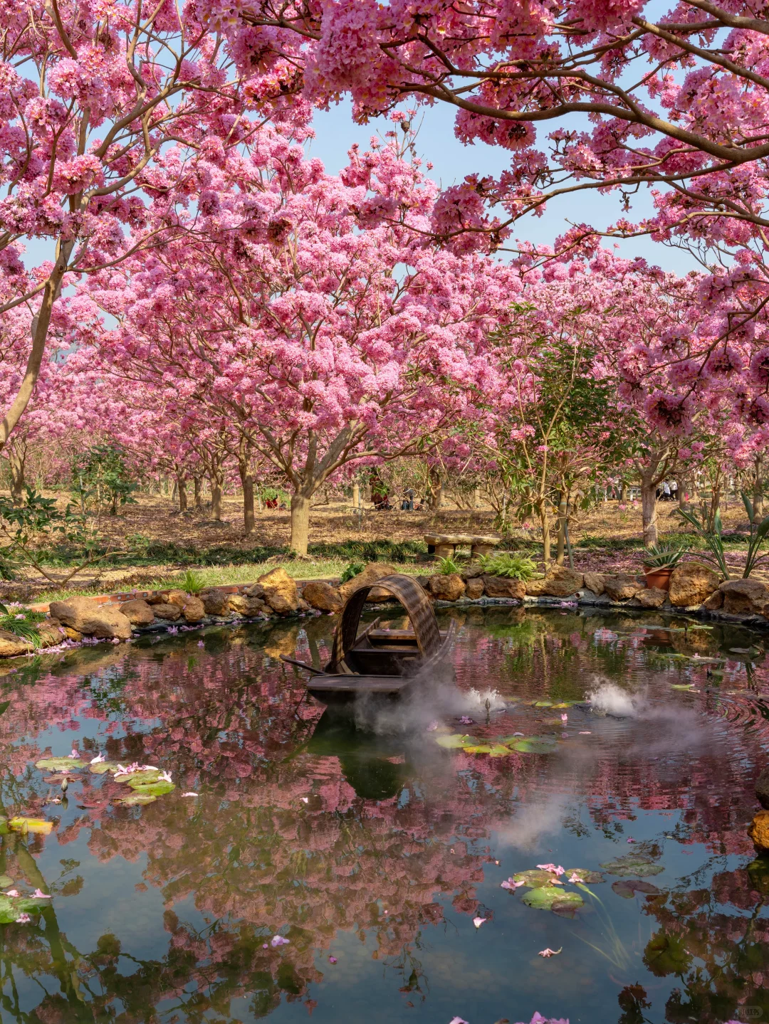 广东的冬天，紫风铃的最佳观赏时期‼️