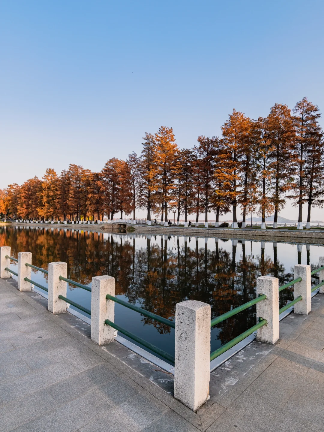 此刻🍁东湖这里水杉都红啦，美爆的不像话‼️