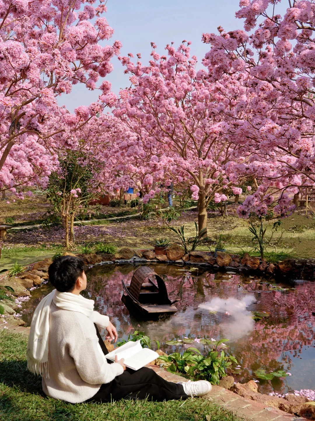 1.9实拍,广东风铃木丝毫不输大理樱花