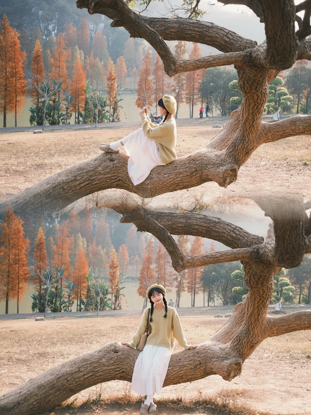 肇庆的这棵歪脖子树竟然没人！🌲