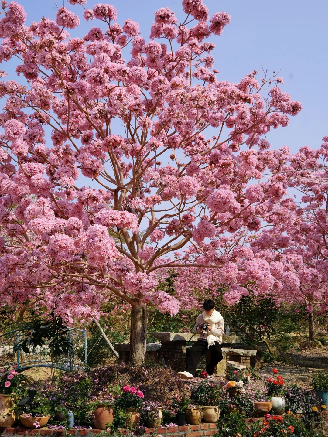 1.9实拍,广东风铃木丝毫不输大理樱花