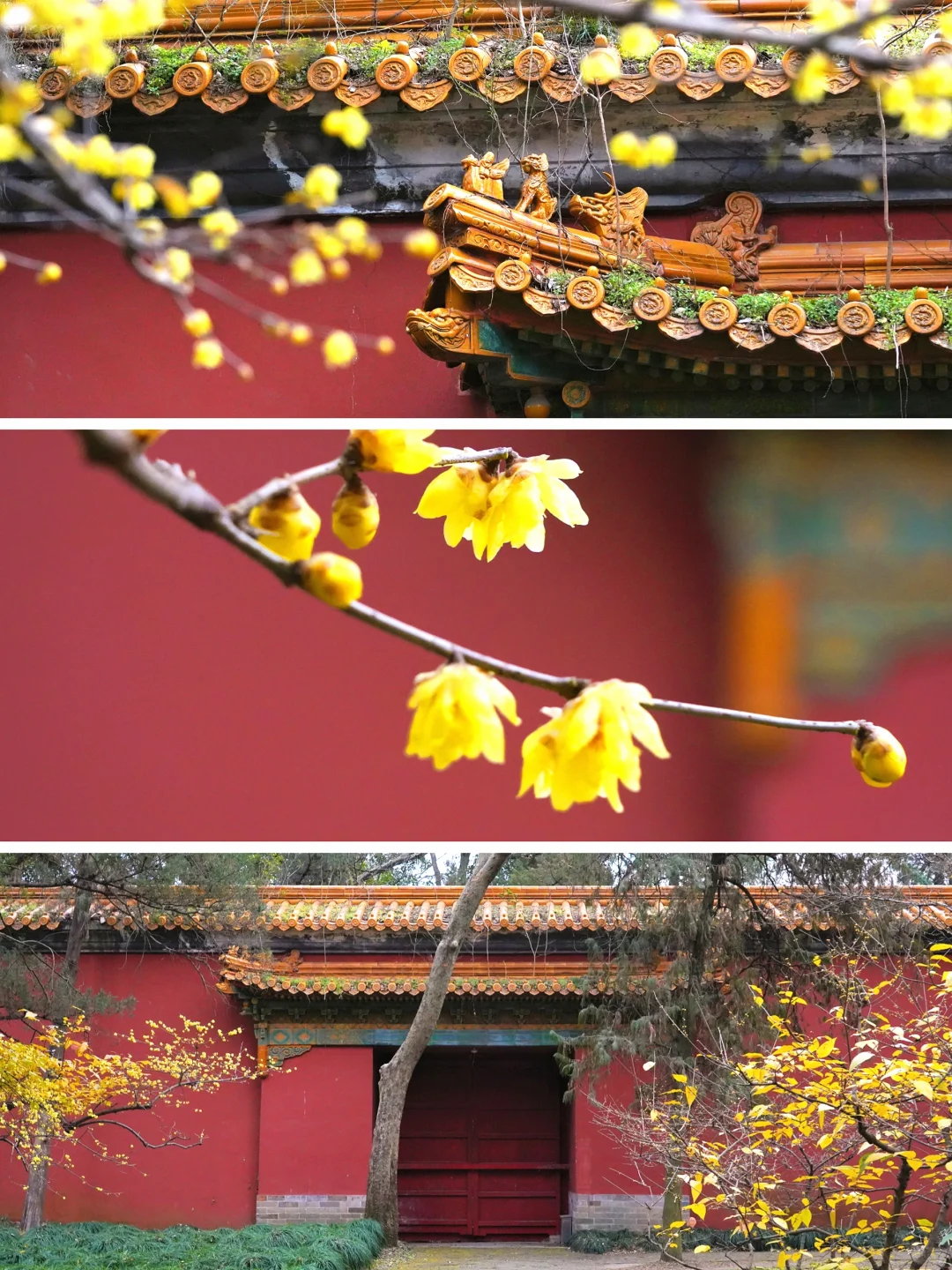 南京·明孝陵｜腊梅花已经开爆啦！！