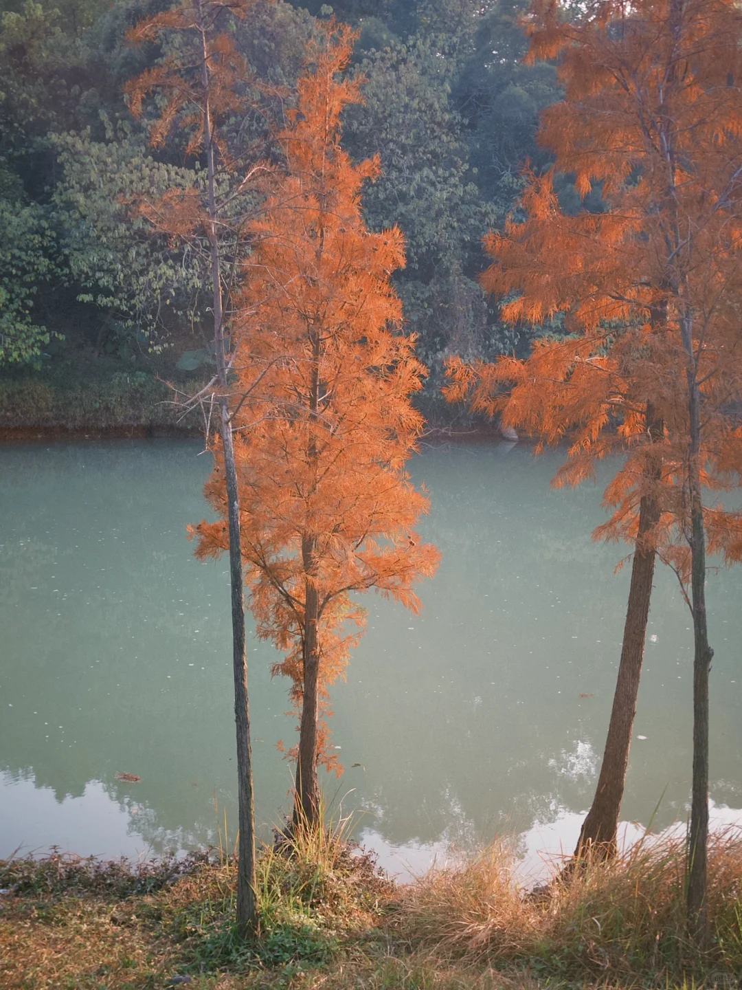 肇庆的这棵歪脖子树竟然没人！🌲