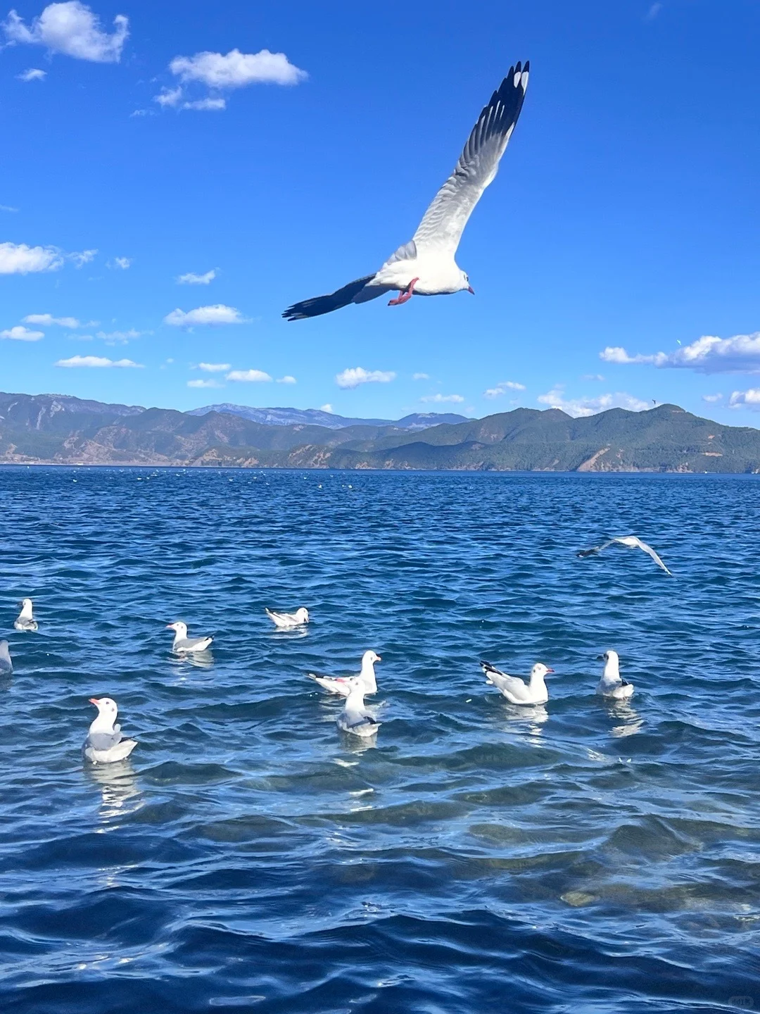 1.11📍泸沽湖已回，live实况+真心建议🤩！！