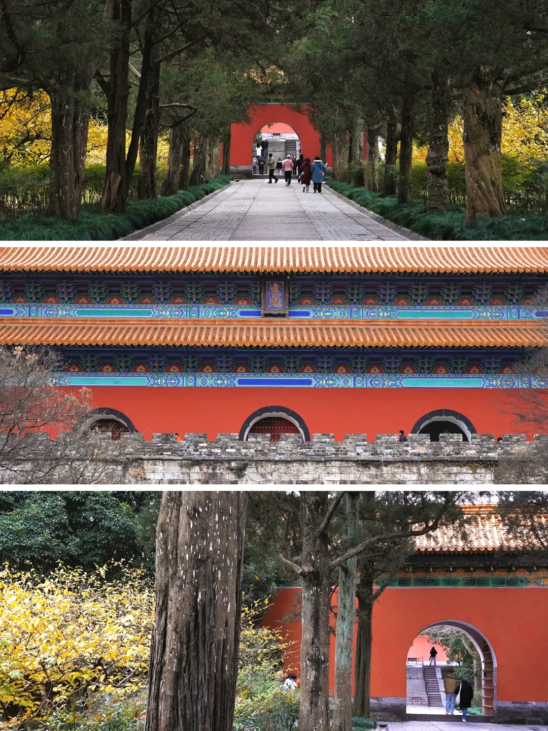 南京·明孝陵｜腊梅花已经开爆啦！！