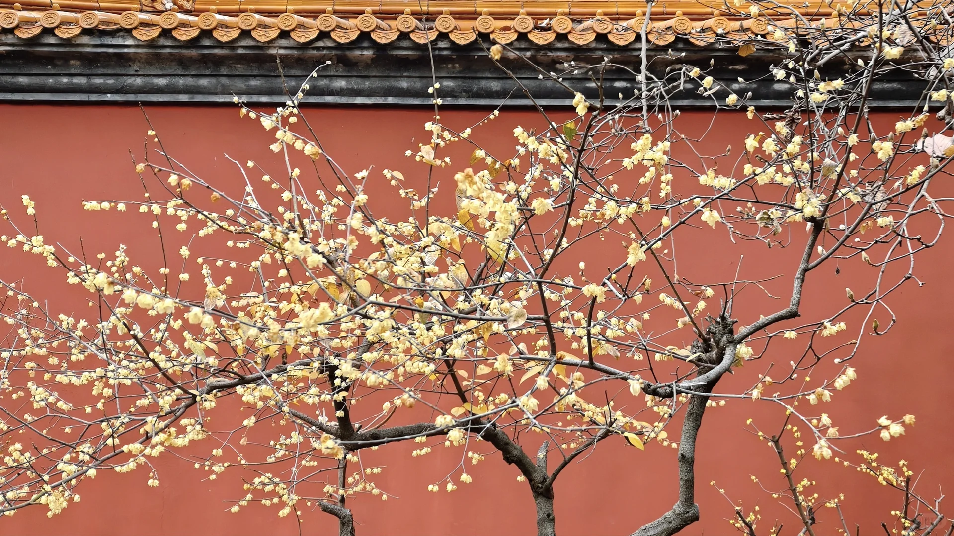 南京·明孝陵｜腊梅花已经开爆啦！！