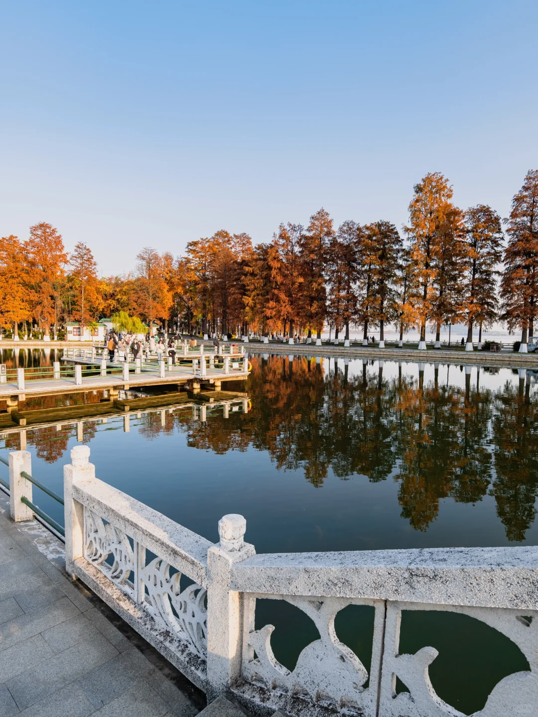 此刻🍁东湖这里水杉都红啦，美爆的不像话‼️