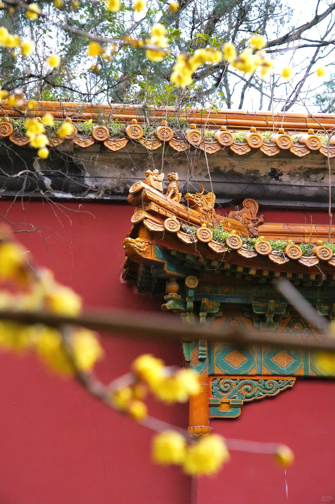 南京·明孝陵｜腊梅花已经开爆啦！！