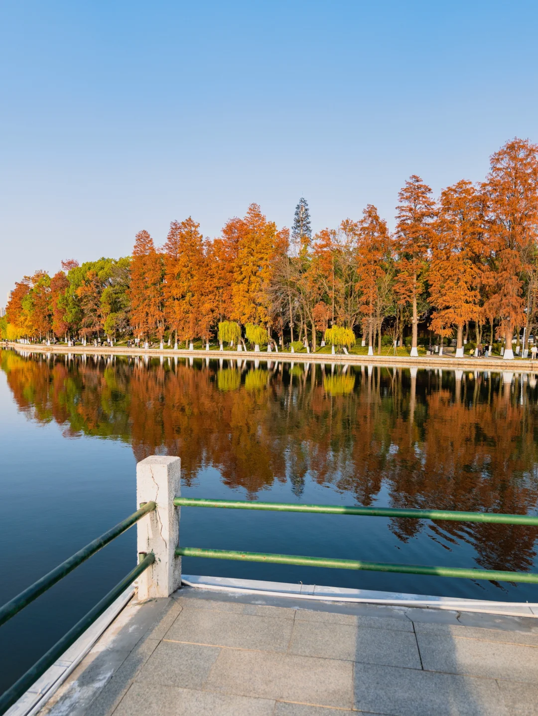 此刻🍁东湖这里水杉都红啦，美爆的不像话‼️