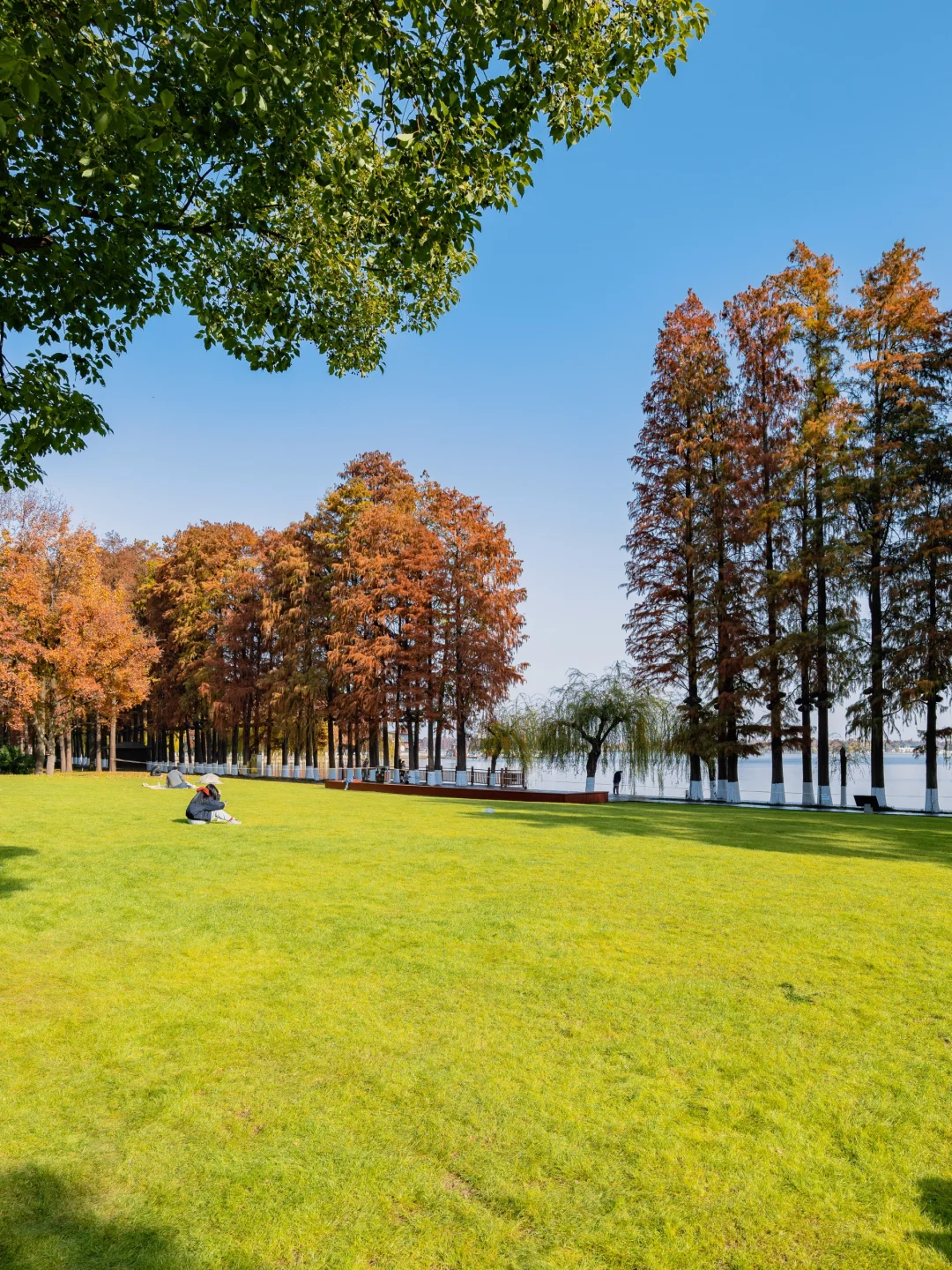 此刻🍁东湖这里水杉都红啦，美爆的不像话‼️