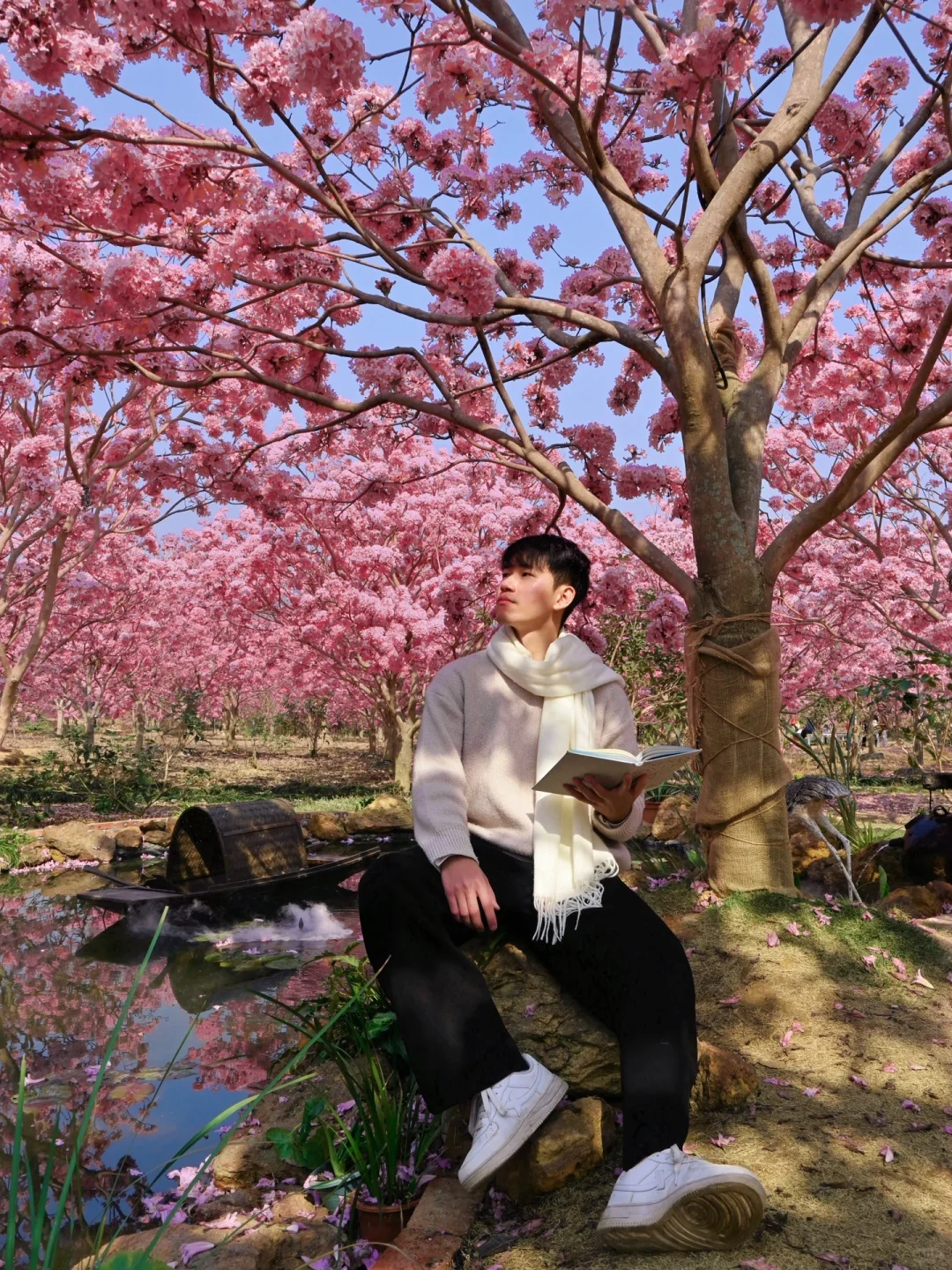 1.9实拍,广东风铃木丝毫不输大理樱花