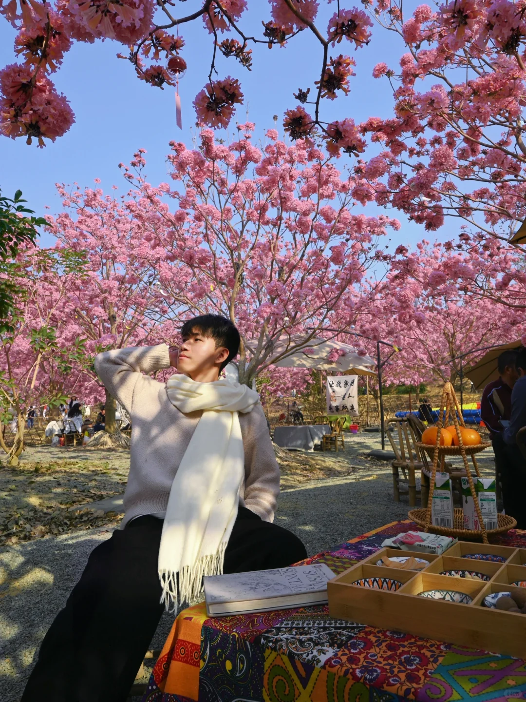 1.9实拍,广东风铃木丝毫不输大理樱花