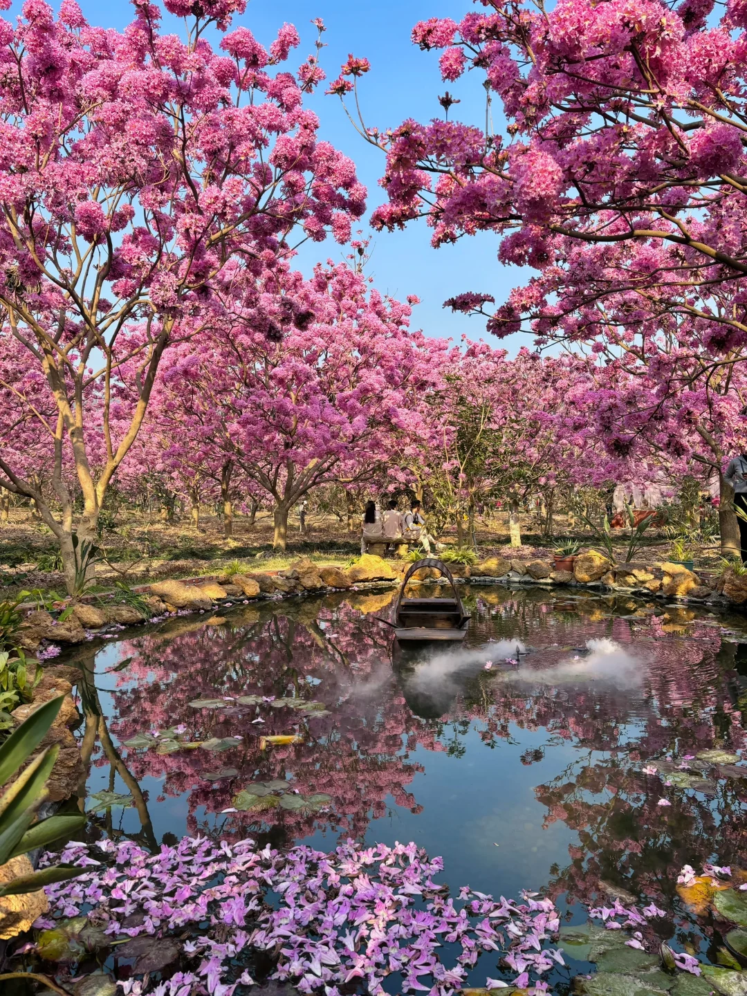 1.9实拍,广东风铃木丝毫不输大理樱花