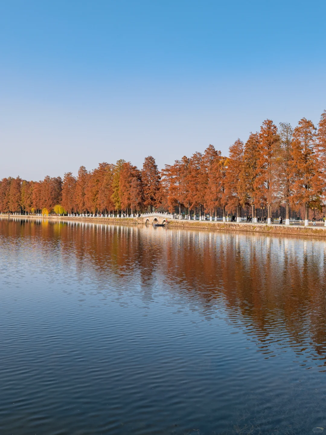 此刻🍁东湖这里水杉都红啦，美爆的不像话‼️