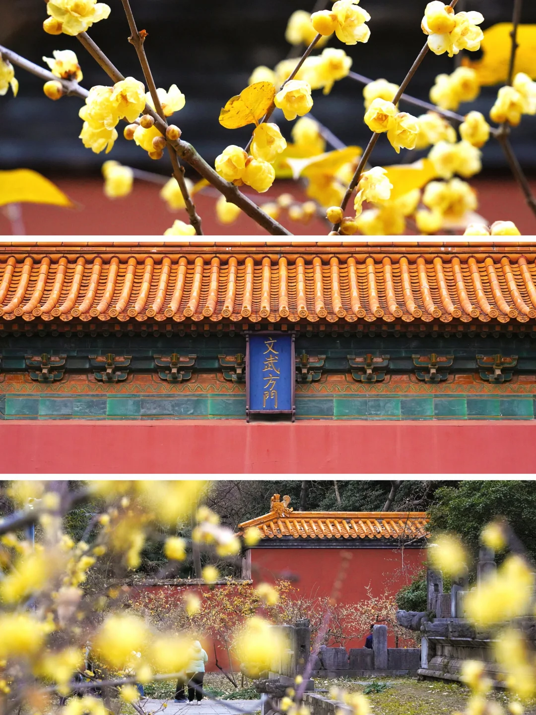 南京·明孝陵｜腊梅花已经开爆啦！！