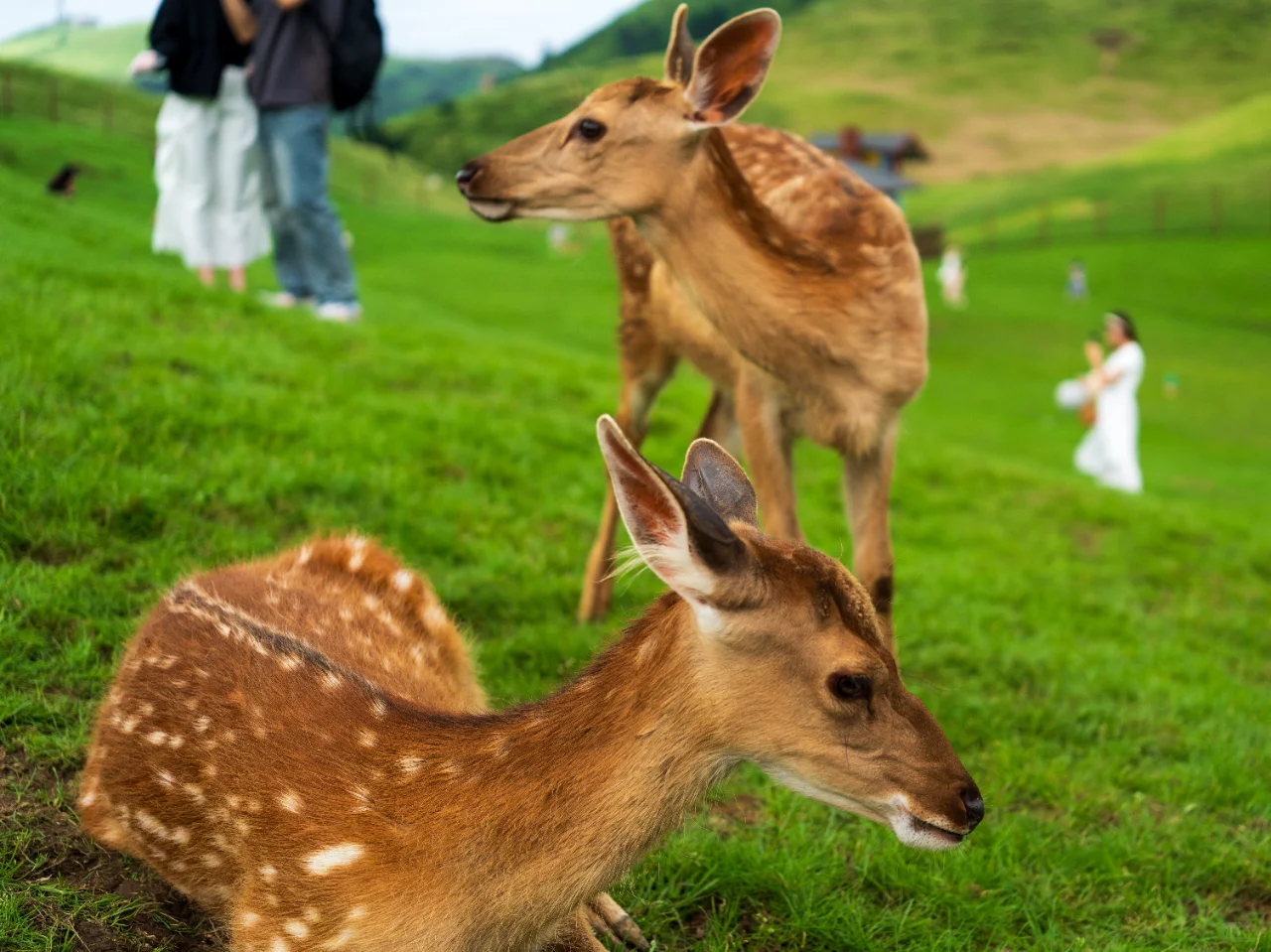 郴州旅拍日记①-仰天湖大草原