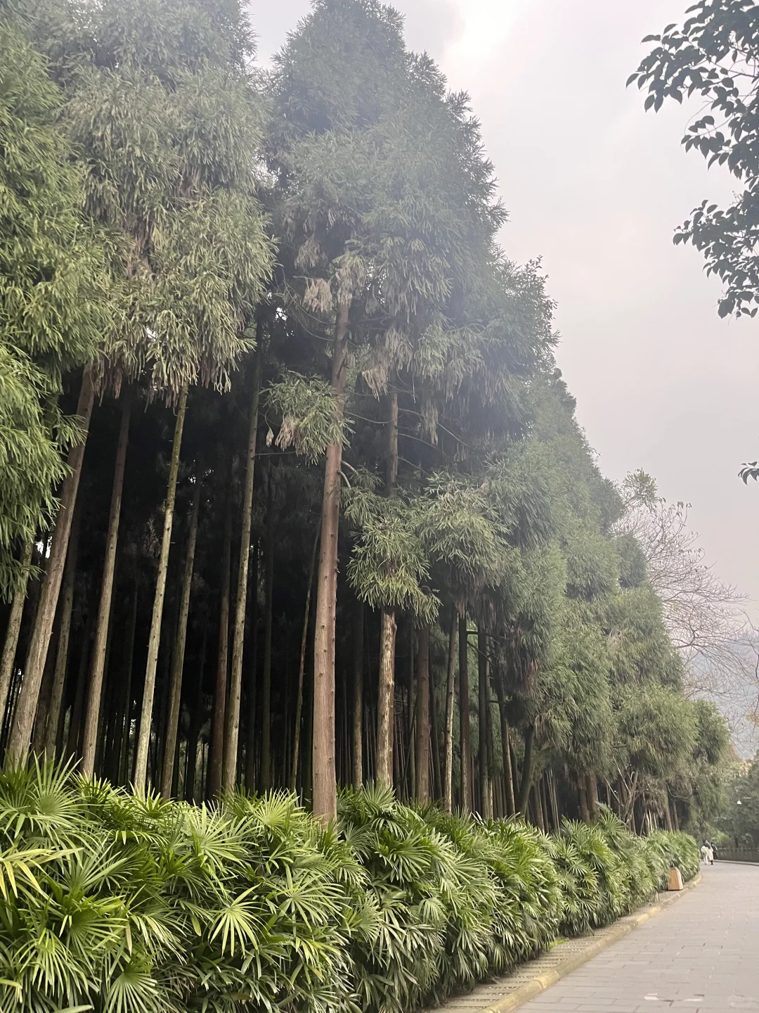 带娃打卡了都江堰