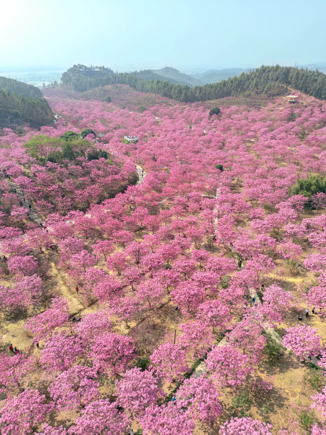 广东的冬天，紫风铃的最佳观赏时期‼️