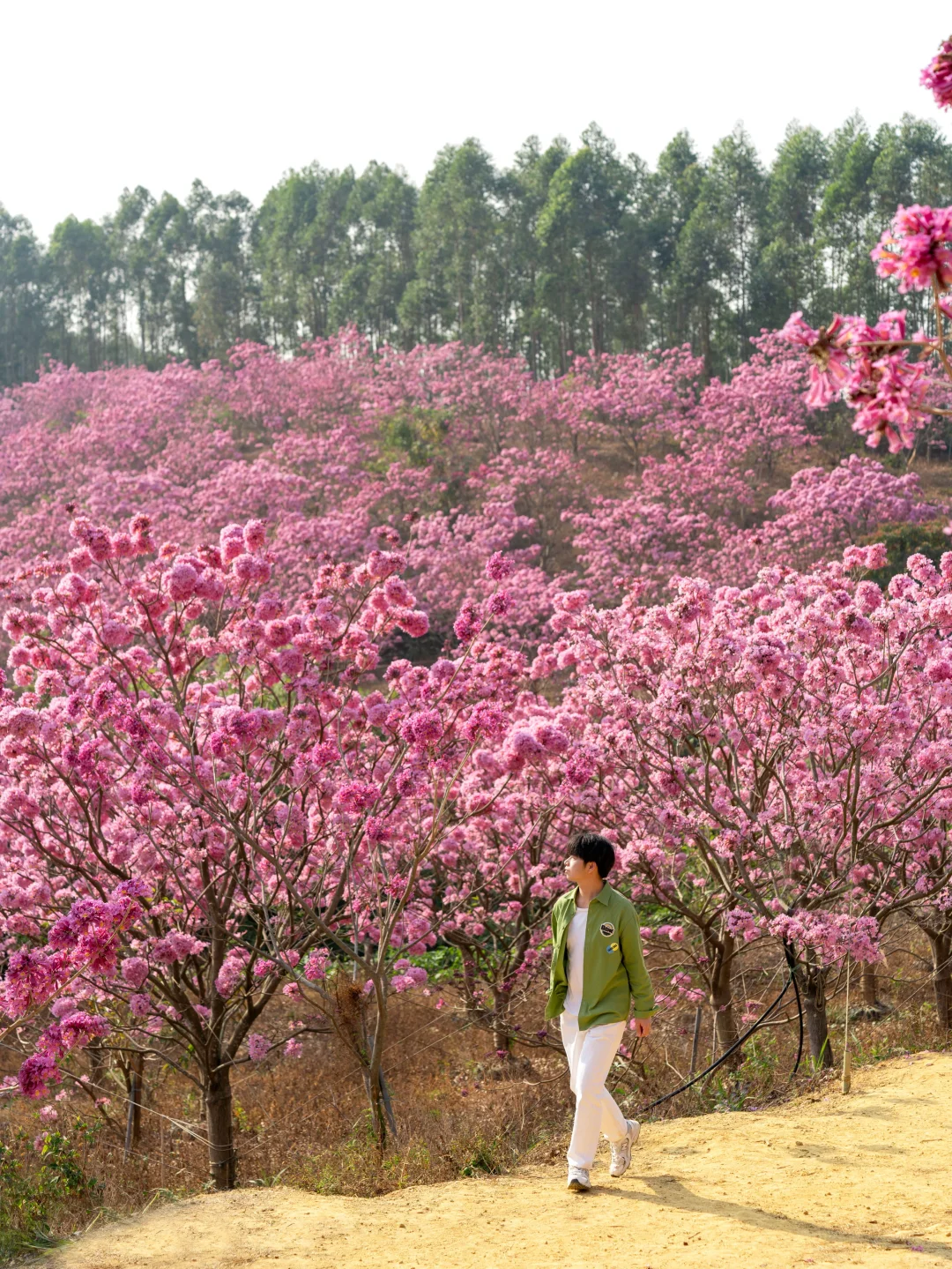 广东的冬天，紫风铃的最佳观赏时期‼️