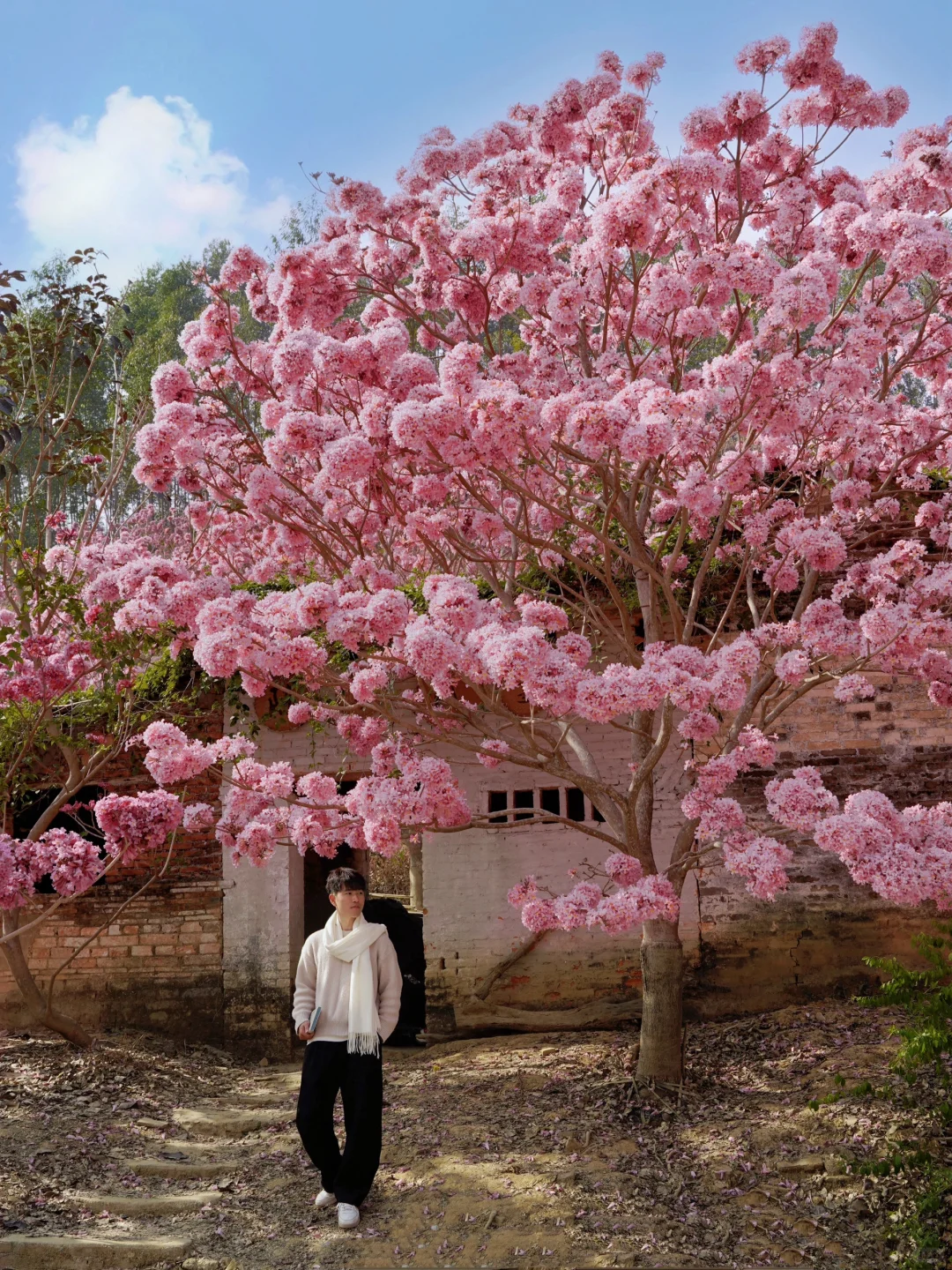 1.9实拍,广东风铃木丝毫不输大理樱花
