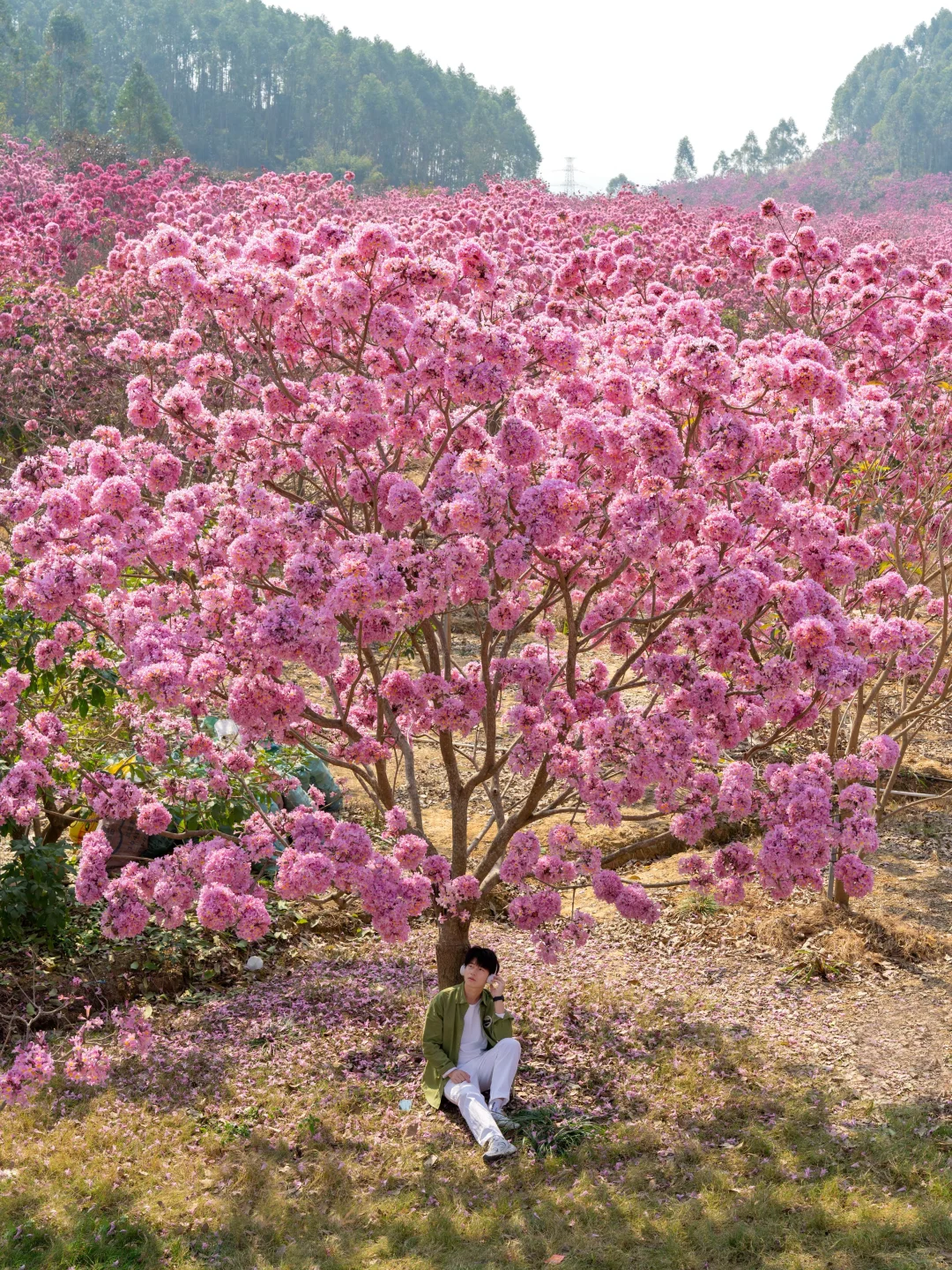 广东的冬天，紫风铃的最佳观赏时期‼️