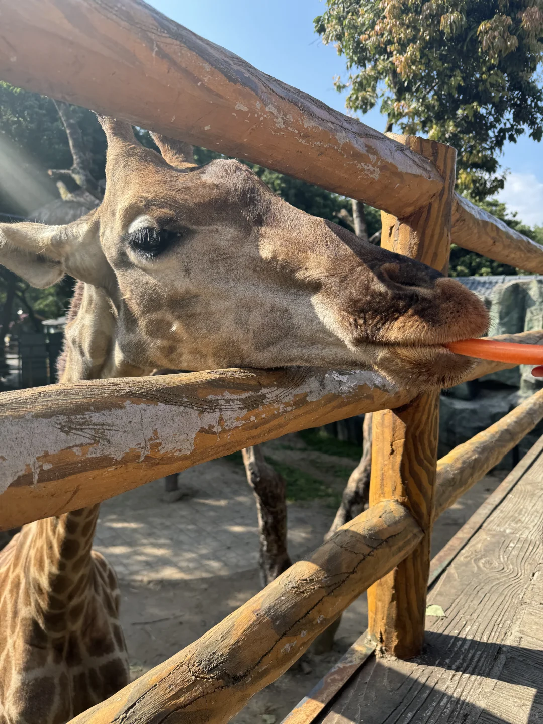 西双版纳娃最开心的景区居然是这！