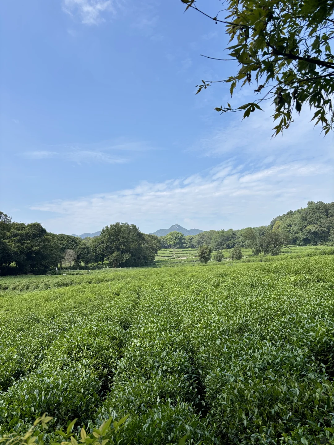 在西湖边溜达，自评6A级景区