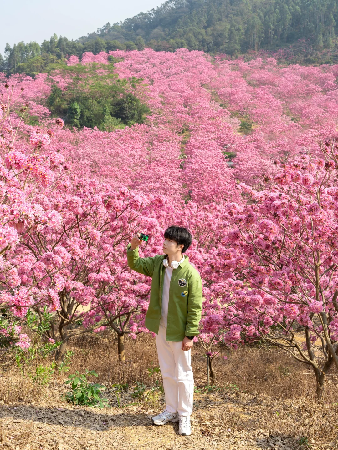 广东的冬天，紫风铃的最佳观赏时期‼️