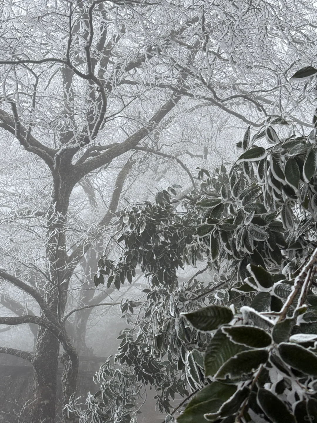 一张图·看懂郴州莽山五指峰景区（附攻略）