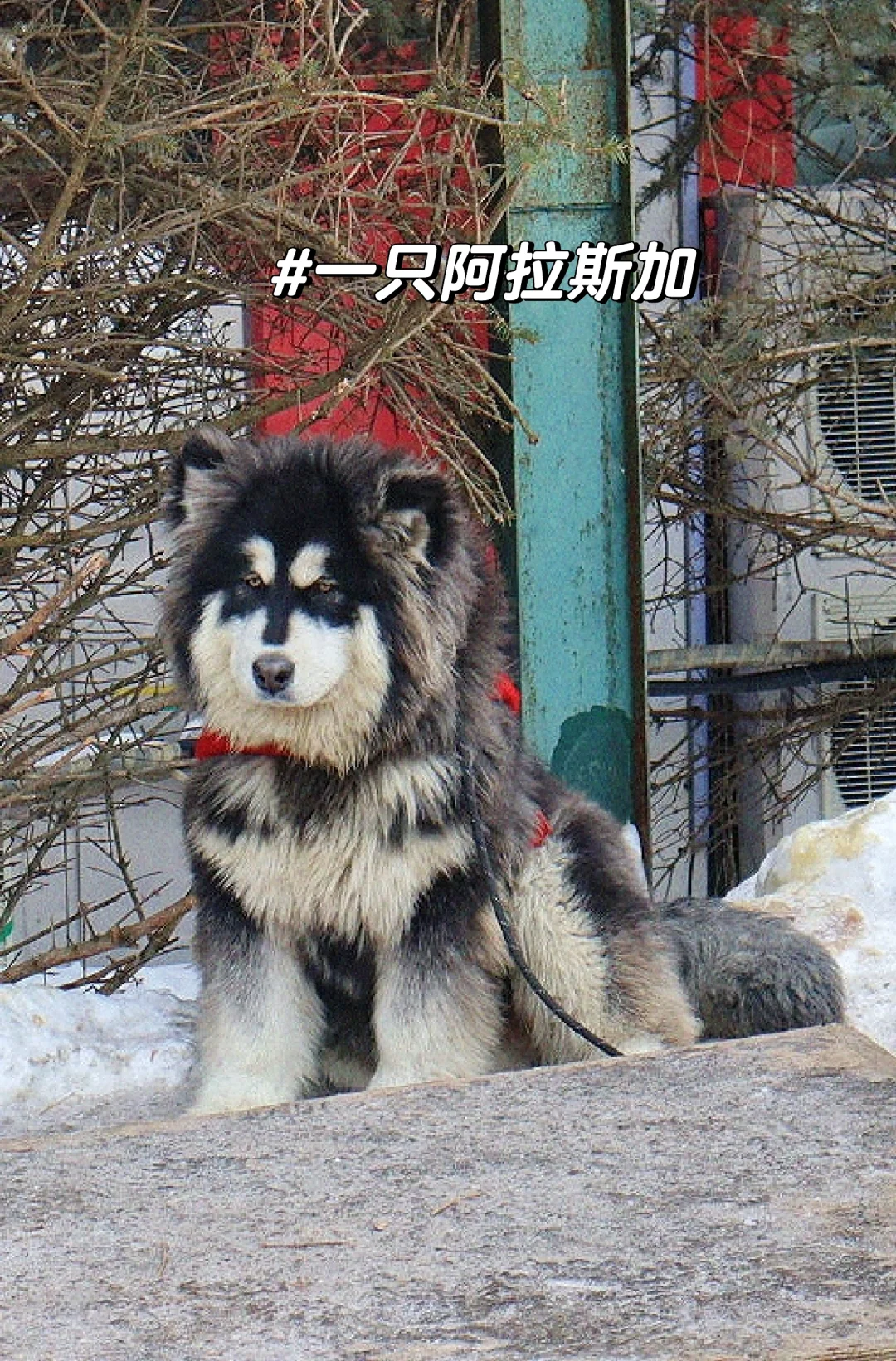 让我来看看各位老师寒假旅游都去了哪里？